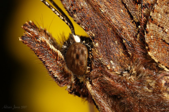 Comma Butterfly