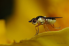 Tiny Fly