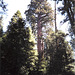 Montecito Sequoia, 1991
