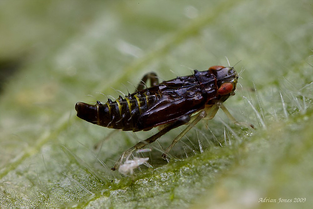 hopper nymph