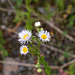 Erigeron annuus