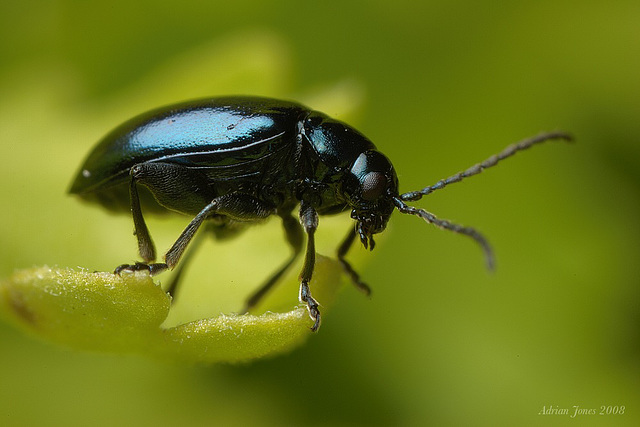 flea beetle