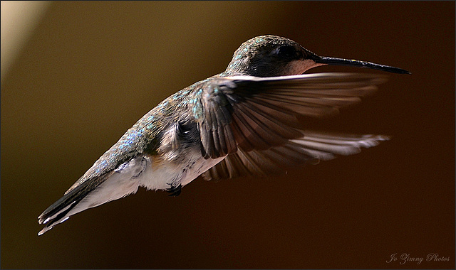 Female Black Chinned Hummingbird