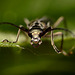 Beetle possibly Oedemera lurida