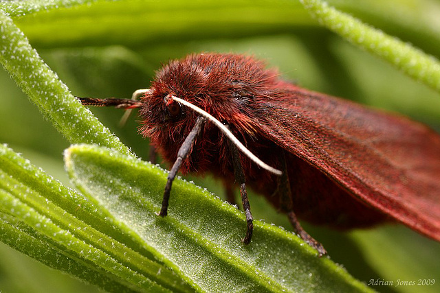 Ruby Tiger Moth