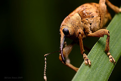 weevil