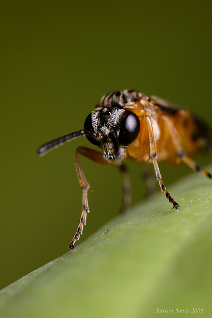 sawfly