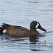 Blue-winged Teal / Anas discors