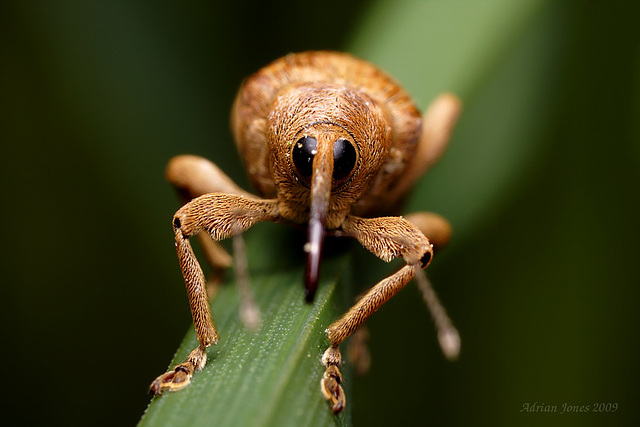 weevil