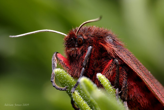 Ruby Tiger Moth