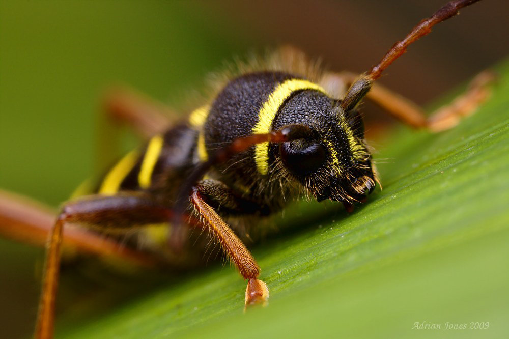 wasp beetle