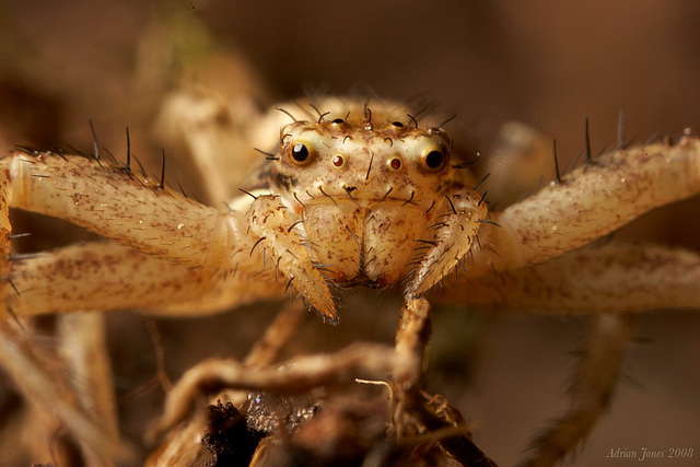 crab spider