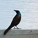 Elegance of the Common Grackle
