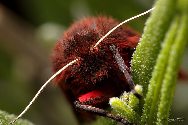 Ruby Tiger Moth