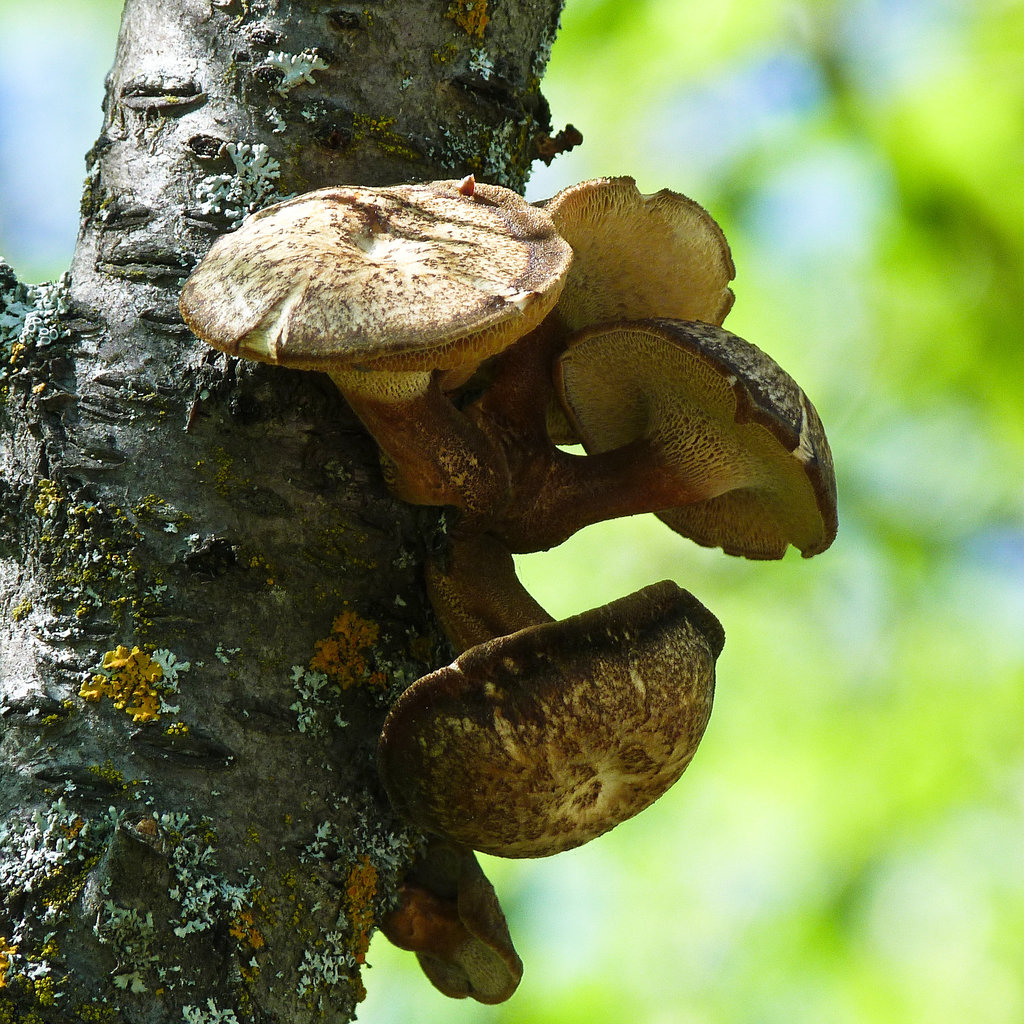 A bunch of polypores