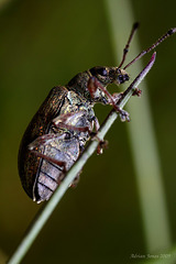 weevil