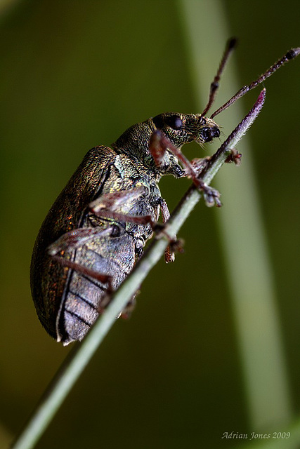 weevil