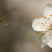 Honey Bee and Plum Blossom
