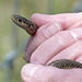Wandering Garter Snake / Thamnophis elegans vagrans