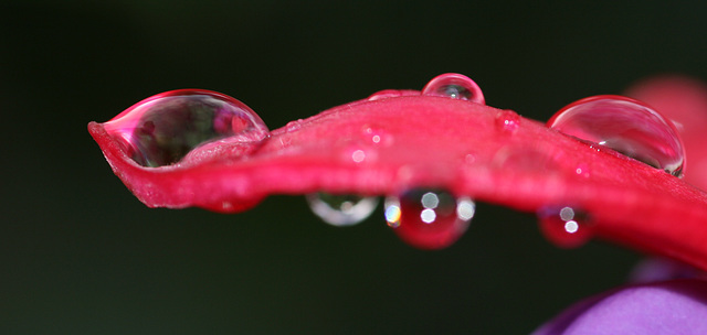 Fuchsia petal with raindrops