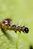 caterpillar