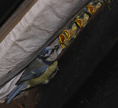 Blue tit (Cyanistes/Parus caeruleus) and chicks