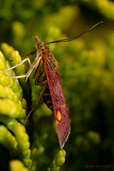 Pyrausta_aurata_001