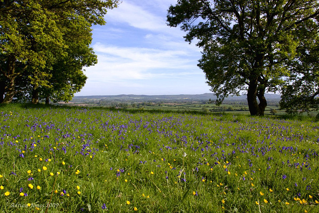 Bluebells and Buttercups