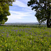 Bluebells and Buttercups