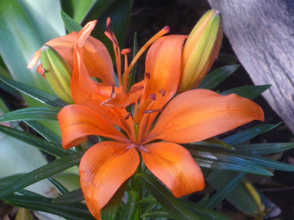 Lilium naranja en un árbol