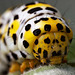 Mullein Moth Larva, Shargacucullia verbasci