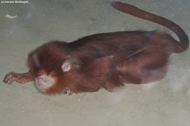 Junger Haubenlangur (Wilhelma)