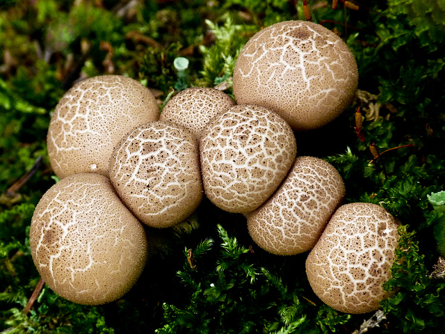 One of my favourite fungi