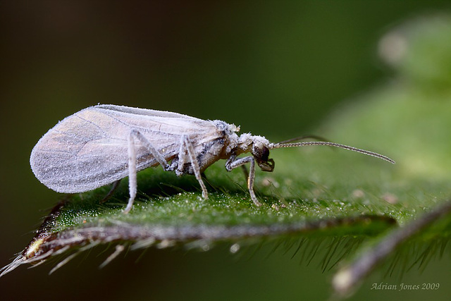 lacewing