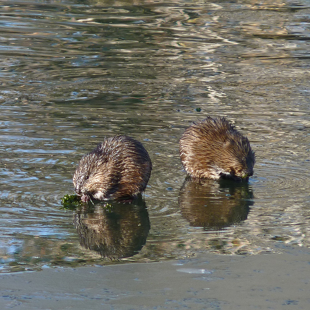 Part of the Muskrat gang