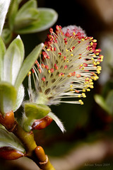 Salix flower