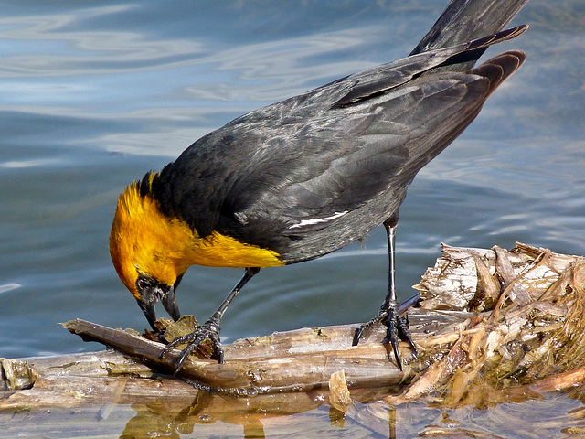 Yellow-headed Blackbird / Xanthocephalus xanthocephalus