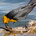 Yellow-headed Blackbird / Xanthocephalus xanthocephalus