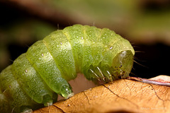 Angleshades caterpillar