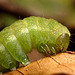 Angleshades caterpillar
