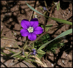 Legousia speculum-veneris