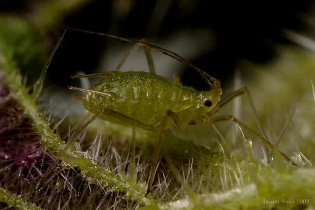 aphid