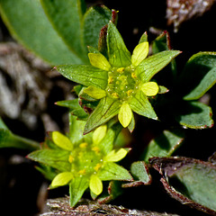 Sibbaldia / Sibbaldia procumbens