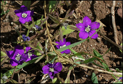 Legousia speculum-veneris