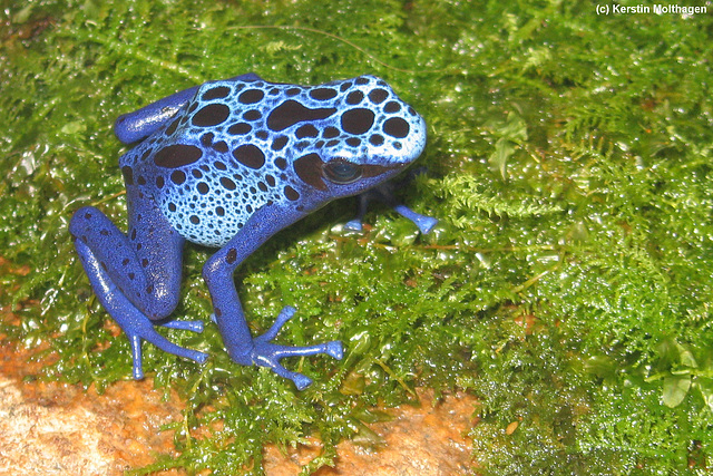 Blauer Baumsteiger (Wilhelma)