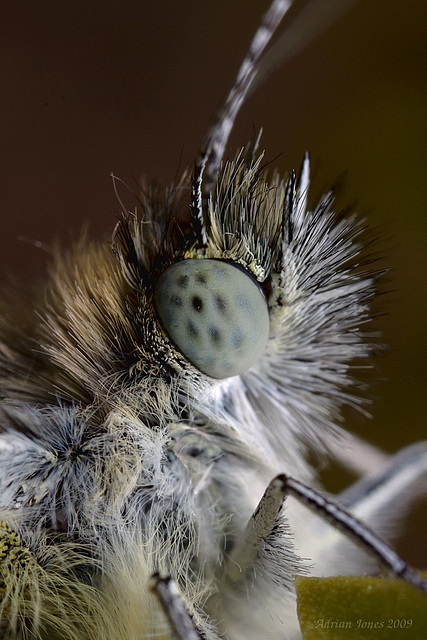 Green Veined White Butterfly