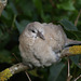 Collared dove (Streptopelia decaocto)