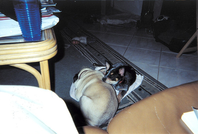 Zippy Found a friend. Bindi comes to stay, Jan. 2003