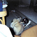 Zippy Found a friend. Bindi comes to stay, Jan. 2003