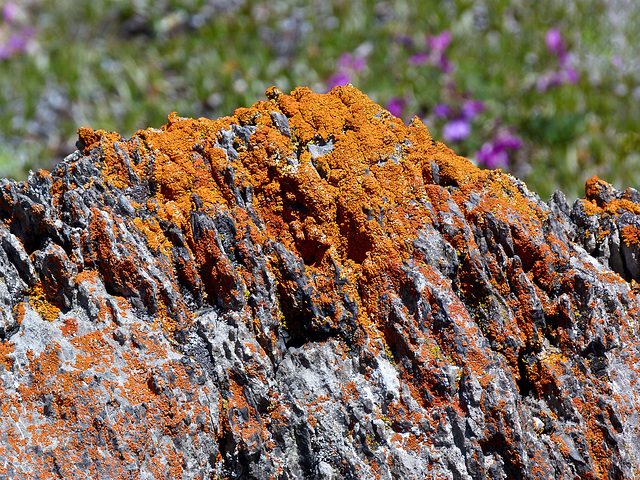 Lichen and wildflowers